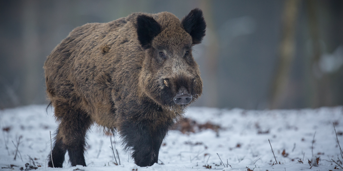 🐗 Brosse à cheveux avec poils de sanglier : bienfaits, usage et conseils